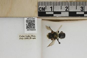 Media type: image;   Entomology 790044 Aspect: Labels